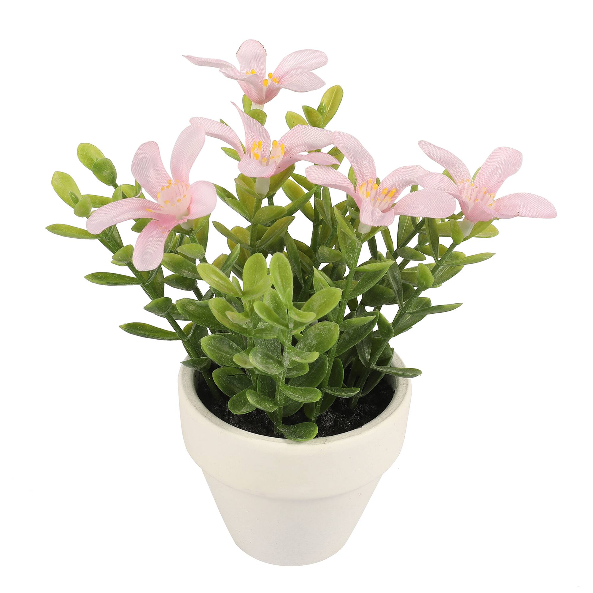 Mini Premade Boxwood Blooms in Terra Cotta Pots